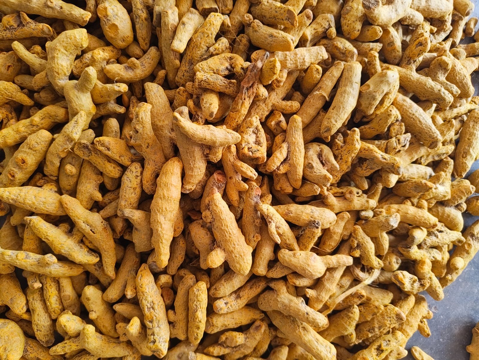 turmeric3